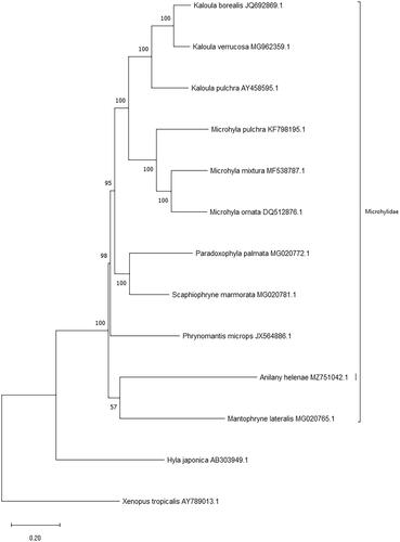 Figure 1. Maximum likelihood phylogeny using a 10,934 bp alignment of mitogenome protein coding genes. The outgroup is distant relative Xenopus tropicalis (AY789013.1).