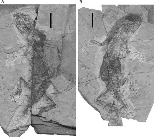 Figure 2 Holotype specimen (IVPP V15587) of Liushusaurus acanthocaudata gen. et sp. nov., from the Liutiaogou locality, Inner Mongolia. A, part and B, counterpart. Scale bars = 10 mm.