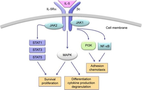 Figure 1 Molecular mechanisms and signaling pathways activated by IL-5 in eosinophils.