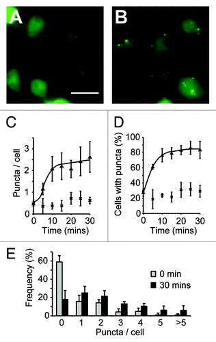 Figure 1. Quantification of autophagic induction in Dictyostelium. Images of wild-type (ax3) cells expressing GFP-Atg8 grown in either complete SIH medium (A), or transferred into medium lacking arginine and lysine for 30 min (B). Images shown are the maximum intensity projection of a Z-series of images, bar = 20 μm. The number of GFP-Atg8 puncta was quantified over time and expressed as both the mean number per cell (C) and the proportion of cells containing at least one puncta (D) (cells in full medium, or lacking arginine and lysine are shown as crosses and triangles respectively). The frequency distribution of puncta in each cell is shown in (E). Values plotted are the means ± standard deviation of three independent experiments.