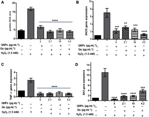 Figure 9 The protective effects of Qu and QNPs against H2O2 in PC12 cells. (A) The graph of staining with DCFDA kit; incubation with the low doses of Qu or QNPs reduced ROS level induced by H2O2. (B–D) The relative expression levels graph of iNOS, TNF-α, and Bax genes; pretreatment with the low concentrations of Qu and QNPs decreased the mRNA contents of iNOS, TNF-α, and Bax increased by H2O2 (n=3, mean ± SEM). **p<0.01, ***p<0.001, and ****p<0.0001.