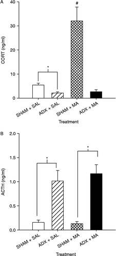 Figure 6.  CORT (A) and ACTH (B) values following ADX or SHAM pretreatment and MA or SAL 24 h after the first drug dose on P11 (killed on P12). CORT (A) levels were significantly higher in the SHAM+MA compared to those in all other groups. The ADX+SAL group had lower CORT levels than the SHAM+SAL group. ACTH (B) values were significantly higher in both ADX+SAL and ADX-MA groups compared to those in SHAM+SAL and SHAM+MA groups, respectively. Seven animals/treatment were used. *p < 0.05 from SHAM+same drug.