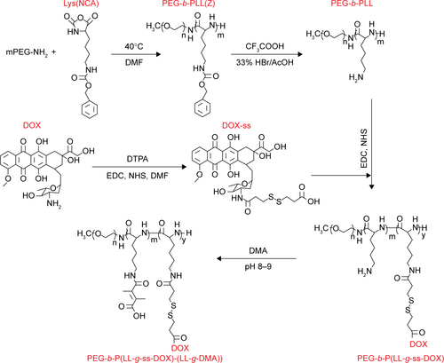 Scheme S1 The synthesis route of PEG-b-P((LL-g-ss-DOX)-(LL-g-DMA)).Abbreviations: PEG-b-PLL, poly(ethylene glycol)-b-poly(L-lysine); DOX, doxorubicin; DMF, dimethylformamide; DTPA, 3,3′-dithiodipropionic acid; DMA, 2,3-dimethylmaleic anhydride; Lys(NCA), lysine-N-carboxyanhydride.