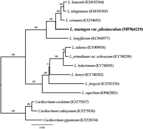 Figure 1. Phylogenetic relationships of 11 sequences in the genus Lilium with the outgroup of three Cardiocrinum species constructed by whole chloroplast genome with the maximum likelihood (ML) analyses. The bootstrap values were based on 1000 replicates.
