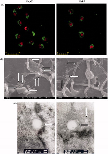Figure 3. Cellular uptake of H + C-NPs. (A) The fluorescence microscopy photographs of HCC cells internalizing nanoparticles, in 400× magnification. (B) The SEM photographs of H + C-NPs on the surface of cells and (C) TEM photographs of H + C-NPs within cells.
