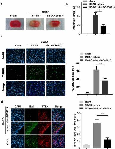 Figure 2. Knockdown of LOC366613 alleviated cerebral ischemia-reperfusion injury in mice. (a) Representative images of TTC staining of cerebral. (b) The area of CI. (c) The apoptosis of mice neuron determined by TUNEL staining. (d) Representative images of neurons visualized by fluorescence microscope. **P < 0.01