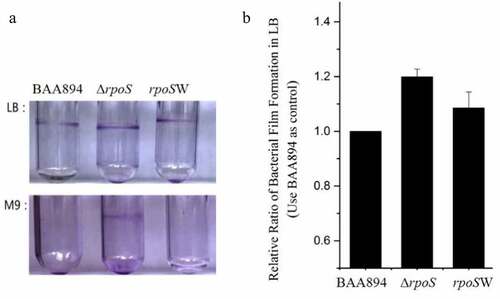 Figure 3. Analysis of the biofilm formation among the BAA894, mutant ΔrpoS and recombinant strain rpoSW