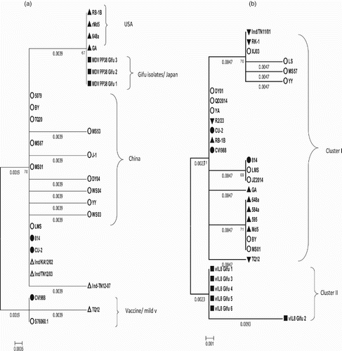 Figure 3. (a) Phylogenetic analysis based on nucleotide sequences of the pp38 (a) and vIL-8 (b) gene of Gifu isolates and other reference MDVs. (b)The phylogenetic tree was constructed using MEGA version 6.0 by the N-J method with 1000 bootstrap replicates.