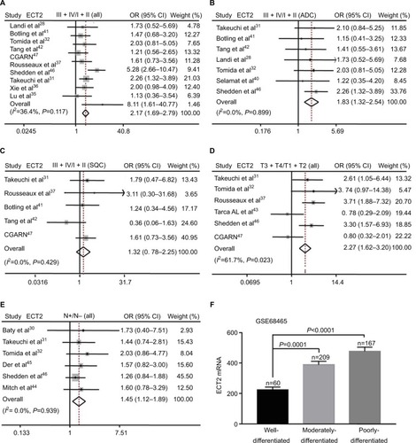 Figure 3 mRNA level of ECT2 was associated with cancer progression and prognosis.Notes: (A) Meta-analysis of ECT2 mRNA expression at stage III + IV vs I + II; (B) stage III + IV vs I + II in ADC; (C) stage III + IV vs I + II in SQC; (D) tumor size T3 + T4 vs. T1 + T2; (E) lymph node positive vs lymph node negative; (F) the mRNA expression of ECT2 at different degrees of tumor cell differentiation in GSE68465. N−, lymph node negative; N+, lymph node positive.Abbreviations: ECT2, epithelial cell transforming sequence 2; IHC, immunohistochemical staining; CGARN, Cancer Genome Atlas Research Network; OR, odds ratio; ADC, adenocarcinoma; SQC, squamous cell lung cancer.