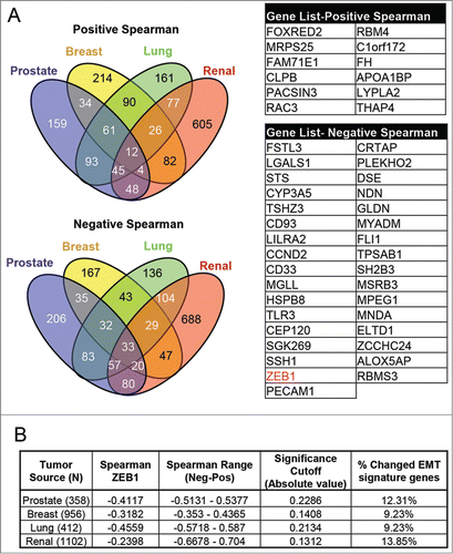 Figure 6. Expression of the LARGE2 mRNA is negatively associated with ZEB1 in cancers from a variety of tumor types. (A): Venn diagrams illustrate the significant positive and negative Spearman correlations between ZEB1 defects and prostate adenocarcinoma, invasive breast carcinoma, clear cell renal cell carcinoma and lung adenocarcinoma, and the associated tables list all genes that are up- or down-regulated by all of these cancer types. (B): Absolute Spearman correlation coefficients are presented for ZEB1 in reference to GYLTL1B in each of the tumor types with associated cutoffs listed for significance and the range of Spearman coefficients found in each tumor set. % changed EMT signature genes in each tumor data set are derived by evaluating Spearman correlation of GYLTL1B in a core set of EMT signature genes defined in Ref. 56. Individual genes identified are listed in Supplementary Table 1A–D.