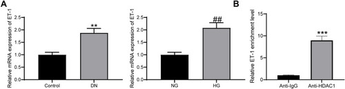 Figure 4 HDAC1 interacts with ET-1. (A) ET-1 was highly expressed in DN rats and HG-treated GMCs (unpaired t test, **p < 0.01 vs Control; ## p < 0.01 vs NG); (B) enrichment of ET-1 mRNA fragments in the compound pulled down by anti-HDAC1 or anti-IgG (unpaired t test, ***p < 0.001). N = 10 in each group. Data were exhibited as mean ± SEM from three independent experiments.