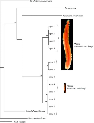 Figure 1.  Majority rule consensus tree from the Bayesian analysis on the combined mitochondrial and nuclear data set. An asterisk indicates clades supported by posterior probabilities >0.95 and parsimony jack-knife support values >80% in both separate (nuclear and mitochondrial) and combined data sets. Half an asterisk indicates clades with similar support values, but only found in mitochondrial and combined data sets. Photographs show Arctic vs. boreal Paranaitis wahlbergi in scale 1:1.