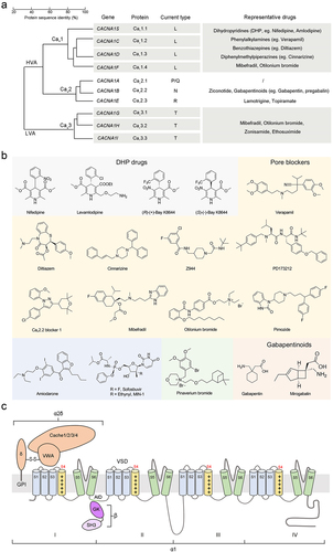 Figure 1. Classification, pharmacology, and topology of Cav channels. (a) the ten primary subtypes of Cav channels are classified into three groups-Cav1, Cav2, and Cav3-based on the sequence similarities of the α1 subunits. The Cav1 and Cav2 channels belong to high-voltage activated (HVA) channels, while Cav3 members are low-voltage activated (LVA) channels. Also shown are the genes that encode the α1 subunits and the current type characterized by electrophysiological experiments. The representative drugs of each isoform are listed. (b) chemical structures of small molecule drugs whose MOAs have been determined by high-resolution structures. Please refer to table 1 for PDB codes and additional details. (c) the HVA channels consist of at least three subunits: the transmembrane α1 subunit, the extracellular α2δ subunit, and the cytosolic β subunit. The α1 subunit comprises four homologous repeats (I-IV), each containing six helices (S1-S6). The S1-S4 helices of each repeat constitute the voltage-sensing domain (VSD), and four sets of S5 and S6 helices form the ion-conducting pore domain (PD). The S4 segments, carrying repetitive positively charged residues, are highlighted as yellow cylinders. The auxiliary α2δ subunit is composed of two polypeptides (α2 and δ) associated by an inter-subunit disulphide bond. The glycosyl phosphatidylinositol (GPI) group at the C-terminus of δ anchors it to the outer leaflet of the cell membrane. The α2δ subunit contains one von willebrand factor-A (VWA) domain and four cache domains. The two conserved domains of the β subunit, src homology 3 (SH3) and a guanylate kinase­-like domain (GK), are also shown. GK interacts with the α1-interacting domain (AID) motif located at the intracellular loop between repeat I and II.