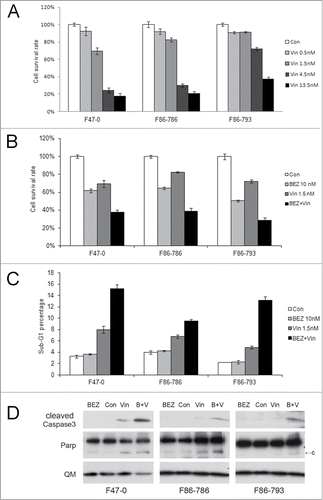 Figure 6. Apoptosis induction in Lck-Dlx5 lymphoma cells by vincristine and BEZ235. Vincristine-induced apoptosis is dose-dependent (A). Cells were treated with vincristine (Vin) at the indicated concentrations for 24 h, and cell viability/proliferation was monitored by MTS assay. mTORC1 inhibition potentiates vincristine-induced apoptosis (B). Cells were treated with 10 nM BEZ235 (BEZ) separately or in combination with 1.5 nM vincristine for 24 h, and MTS assay was performed. Apoptotic sub-G1 cell populations were analyzed by using flow cytometry (C). Western blot analysis depicting activation of caspase 3 (D).