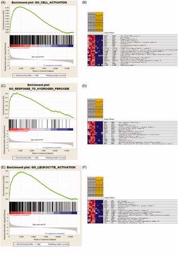 Figure 2. GSEA analysis of microarray data showing enrichment plots and heat maps for the gene sets of cell activation, leukocyte activation and response to hydrogen peroxide of the GSE58438 dataset. (A) Enrichment plot for the gene set of cell activation. (B) Heat map of the core enrichment genes of the gene set cell activation. (C) Enrichment plot for the gene set of hydrogen peroxide. (D) Heat map of the core enrichment genes of hydrogen peroxide. (E) Enrichment plot for the gene set of response to leukocyte activation (F) Heat map of the core enrichment genes of the gene set response to leukocyte activation. For enrichment plot, a positive ES indicates gene set enrichment at the top of the ranked list (the left part of the horizontal bar); a negative ES indicates gene set enrichment at the bottom of the ranked list (right part of the horizontal bar). The left part indicates positive correlation with IR and the right part indicates negative correlation with IR. Darker shades correspond to correlation values of greater magnitude.