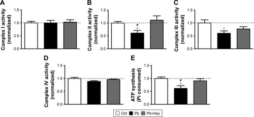 Figure 5 Pb induced alternations in the bioenergetic properties of cortical SM are mitigated by ascorbate supplementation.