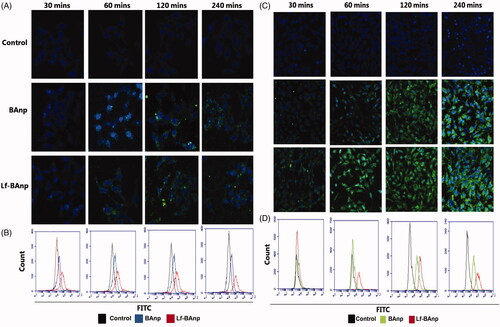 Figure 6. Cellular uptake and intra-cellular localization of BA nanoparticles in HEp-2 and MDA-MB-231 cells. FITC tagged BAnp and Lf-BAnp were exposed to HEp-2 and MDA-MB-231 cells for 30, 60, 120 and 240 min (A and C). Flow cytometric analysis (B and D) depicts the time-dependent increase in uptake for FITC tagged nanoparticles compared to control as indicated by the fluorescent peak shift. Each sample was stained with blue nuclear stain DAPI and images recorded at 40 × magnification.