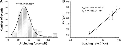 Figure 4 Analysis of AFS results for the p53–COP1 complex.Notes: (A) Histogram of the unbinding forces for the p53–COP1 complex from AFS measurements carried out at a loading rate of 7 nN/s. The most probable unbinding force value (F*) was determined from the maximum of the main peak of the histogram by fitting with Gaussian function (black curve). (B) Plot of the most probable unbinding forces, F*, versus the logarithm of the loading rates for the p53–COP1 interaction. The solid line is the best fit of the experimental data by the Bell–Evans model (EquationEquation 2F*=kBTxβlnrxβkoffkBT(2) ); the extracted parameters koff and xβ being reported. koff, dissociation rate constant; xβ, width of the energy barrier along the direction of the applied force.Abbreviations: AFS, atomic force spectroscopy; COP1, constitutive photomorphogenesis protein 1.