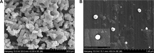 Figure 5 SEM images.Notes: (A) Free drug (original magnifications: ×2,000); (B) electrosprayed nanospherule (original magnifications: ×50,000).Abbreviation: SEM, scanning electron microscopy.