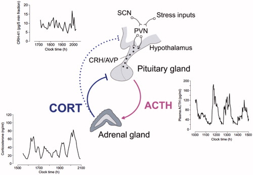 Figure 1. Ultradian rhythms of the hypothalamic–pituitary–adrenal (HPA) axis and glucocorticoid rhythms. The hypothalamic paraventricular nucleus (PVN) receives circadian input from the suprachiasmatic nucleus of the hypothalamus and stress inputs from the brainstem and from regions of the limbic system such as the hippocampus and amygdala. The PVN projects to the median eminence where it releases corticotrophin-releasing hormone (CRH) and arginine vasopressin (AVP) into the hypothalamic-pituitary portal circulation. CRH passes through this vascular route to access corticotroph cells in the anterior pituitary, which respond with the rapid release of adrenocorticotropic hormone (ACTH) from preformed vesicles into the general circulation. In turn, ACTH reaches the adrenal cortex where it activates the synthesis and secretion of glucocorticoid hormones (CORT). CORT regulate the activity of the HPA axis, and thus their own production, through feedback mechanisms acting at the level of the pituitary gland where they inhibit ACTH release, and at the level of the PVN where they inhibit the release of CRH and AVP. Under basal (i.e., unstressed) conditions, an ultradian pattern of secretion underlies all the components of the HPA axis. Note that in the rat, CRH pulse frequency is higher (∼3 pulses/h) than the near-hourly oscillation in ACTH and CORT. Reproduced with permission from (Spiga et al., Citation2014).