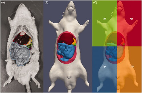 Figure 1. Comparison between a rat with opened abdomen in panel A and the reconstructed model used in this study in panel B. We delineated the organs visible after opening up the rat. Colors indicate the liver (dark red), intestinal tract (light blue), stomach (yellow), spleen (green) and the left kidney (purple). Panel C shows the four quadrants used for analysis of heterogeneities occurring in the peritoneal cavity during the treatment.