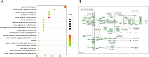 Figure 6. GO enrichment and KEGG pathways analysis for drug-disease targets. A: The top 20 significant GO enrichment analyses. B: The Wnt signaling pathway.