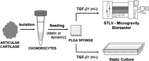 Figure 1 Schematic presentation of the experimental procedures.