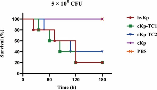 Figure 5. Virulence potential of hvKp, cKp-TC1, cKp-TC2 and cKp strains with an inoculum of 5 × 105 CFU at 120 h after infection in a mouse lethality assay (n = 5). The log-rank Mantel–Cox test was used for the analysis of survival curves.