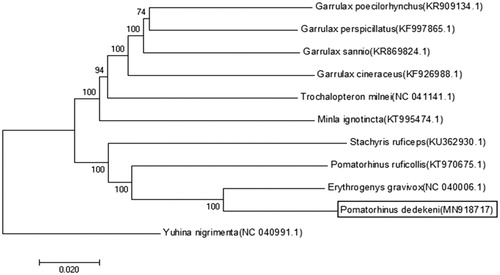 Figure 1. Phylogenetic tree of maximum-likelihood (ML) method based on the 12 mitochondrial PCGs nucleotide sequences of published Timaliidae species and Leiothrichidae. Muscicapidae was used as the outgroup.