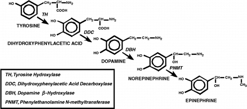 Figure 1 Catecholamine Biosynthesis. Depiction of steps involved in catecholamine biosynthesis. The amino acid tyrosine is converted to dihydroxyphenylacetic acid by TH. Dihydroxyphenylacetic acid is decarboxylated by dihydroxyphenylacetic acid decarboxylase (DDC) to the neurotransmitter dopamine. Addition of a hydroxyl group to the β carbon of the aliphatic chain by dopamine β‐hydroxylase (DBH) generates norepinephrine, and finally, norepinephrine is converted to epinephrine by N-methylation of the terminal amino group by PNMT.