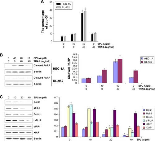 Figure 2 SPL-A sensitizes human endometrial carcinoma cells to TRAIL-mediated apoptosis.