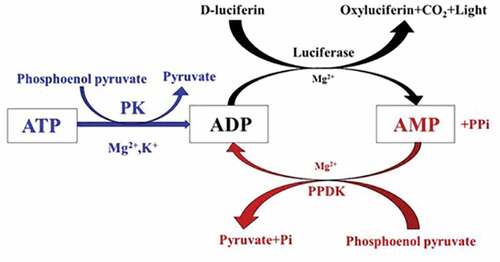 Figure 4. Schematic of the conversion from ADP or AMP to ATP.