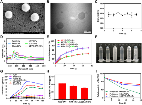 Figure 1 Physical and chemical characterization of the LEV@CAT-NPs. (A) SEM image of the LEV@CAT-NPs. The scale bar is 500 nm. (B) TEM image of the LEV@CAT-NPs. The scale bar is 200 nm. (C) The average size distribution of LEV@CAT-NPs in PBS within 7 days. (D) Characteristic peak of the free LEV, free CAT, Blank-NPs, LEV-NPs, CAT-NPs, and LEV@CAT-NPs solution absorbance values at 303 nm or 280 nm as shown by UV-vis spectrophotometry. (E) The cumulative LEV and CAT release in the presence or absence of ultrasonic irradiation was examined by a UV-vis spectrophotometer (The red text indicates the cumulative release rate of LEV, while the green text indicates the cumulative release rate of CAT). (F and G) Photographs of oxygen production (F) and a quantitative assay of dissolved oxygen (G) were obtained by reacting 3% H2O2 with free LEV, free CAT, LEV-NPs, CAT-NPs, and LEV@CAT-NPs solutions. (H) Evaluation of enzyme activity for free CAT, CAT-NPs, and LEV@CAT-NPs without proteinase K. (I) Relative enzymatic activity of free CAT, CAT-NPs, and LEV@CAT-NPs in the presence of proteinase K at different times. The data represent the mean ± SD of three independent experiments.