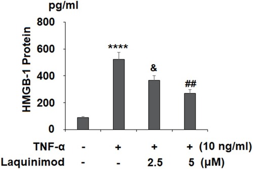 Figure 2 Laquinimod prevented TNF-α-induced secretion of HMGB1. Cells were stimulated with TNF-α (10 ng/mL) in the presence or absence of laquinimod (2.5, 5 μM) for 24 h. Secretions of HMGB1 were measured by ELISA analysis (****P<0.0001 vs vehicle group; &P<0.01 vs TNF-α group; ##P<0.001 vs TNF-α group).