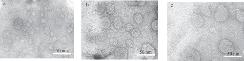 Figure 4. TEM images of plain LDL (a), 5-FU loaded LDL (b) 5-FUC loaded LDL (c). (Bar = 50 nm)