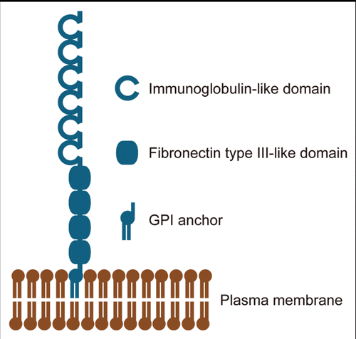 Figure 1 Contactins consist of six immunoglobulin-like domains and four fibronectin type III-like domains that are linked to the plasma membrane through a GPI-anchor.