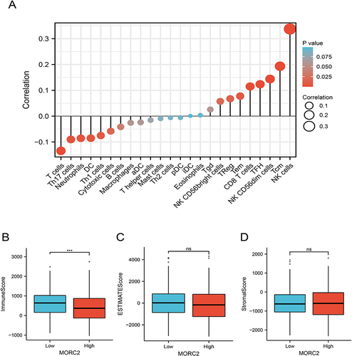 Figure 7 Correlation between expression of MORC2 and immune infiltration; (A) Correlation between expression of MORC2 and immune cells infiltration; (B) The association of MORC2 expression with ImmuneScore; (C) The association of MORC2 expression with ESTIMATEScore; (D) The association of MORC2 expression with StromalScore. ns, P ≥ 0.05; ***P < 0.001.