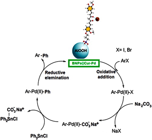 Scheme 3. The proposed mechanism for the Stille coupling with BNPs@Cur-Pd nanocatalyst.