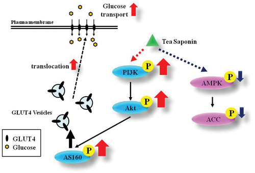 Figure 6. Theasaponin E1 proposes a glucose uptake mechanism through the activated PI3K/Akt/mTOR signaling pathway.