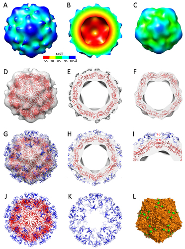 Figure 6 3D structures of the S60-αTSR nanoparticle. (A to (C) The S60-αTSR nanoparticle in surface view (A) showing its external structure; section view (B) showing its cross section, internal lumen, and interior structure, as well as surface view (C) of the S60 inner shell, respectively, revealing a T = 1 icosahedral symmetry. The colored bar shows the radii of the structures in different color schemes. (D–F) Fitting of a GII.4 norovirus S60 nanoparticle model (strain VA387, red cartoon representation) into the electron density map of the S60 shell region, showing in full (D) and slice (E) views, as well as slice view of the S60 shell (F), respectively. The blank protrusions representing the displayed αTSR antigens are indicated in (E). (G and H) Fitting of the crystal structures of 60 αTSR antigens (blue cartoon representation) into the electron density maps of the protrusion regions, showing in full (G) and slice (H) views respectively. (I) A zoom-in view of the fitting region of (H) showing the N- and C-terminal ends of two αTSR antigens. (J and K) Structural model of the S60-αTSR nanoparticle (J), with its surface displayed αTSR antigens (K). (L) Crystal structure of the inner shell of the 60-valent feline calicivirus (FCV) VLP (PDB code: 4PB6, Orange surface representation) showing the surface exposed C-terminal ends of the S domain. All images are shown at five-fold axes.