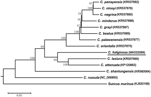 Figure 1. ML phylogenetic tree of Crocidura species based on 13 PCGs under GTR + G+I model. Nodal support was estimated by 1000 bootstrap replicates. ML bootstrap values are shown above nodes.