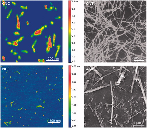 Figure 1. Representative atomic force microscopy images of crystalline nanocellulose (CNC) and fibrillary nanocellulose (NCF). Scanning electron micrographs of single-walled carbon nanotubes (CNT) and crocidolite asbestos (ASB).