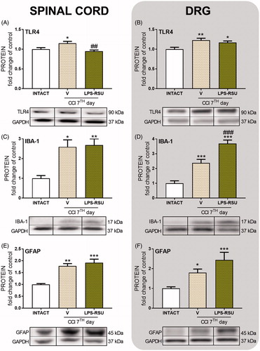 Figure 2. Western blot analysis of the levels of TLR4 (A, n = 6/group; B, n = 6–8/group), IBA-1 (C, n = 4–7/group; D, n = 7–8/group), and GFAP (E, n = 6–8/group; F, n = 10–11/group) proteins in the rat ipsilateral dorsal lumbar spinal cord (A, C, E) and DRG (B, D, F) after repeated ith. administration of LPS-RSU (20 µg/5 µL, ith.) on day 7 after chronic constriction injury (CCI). The data are presented as the means ± SEM. Inter-group differences were analyzed using one-way ANOVA followed by Bonferroni’s multiple comparisons test. ∗p < 0.05, ∗∗p < 0.01, and ∗∗∗p < 0.001 compared with the INTACT group; ##p < 0.01 and ###p < 0.001 compared with the vehicle (V)-treated CCI group.