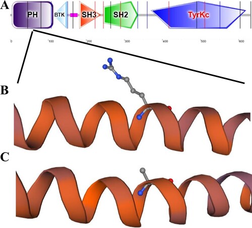 Figure 3. Simulation of TPM1 protein important region and prediction of 3D structure. A. the region where the mutation site is located. B. Prediction of the 3D structure of the protein after mutation in the proband. C. Prediction of the 3D structure of the protein in the control group.