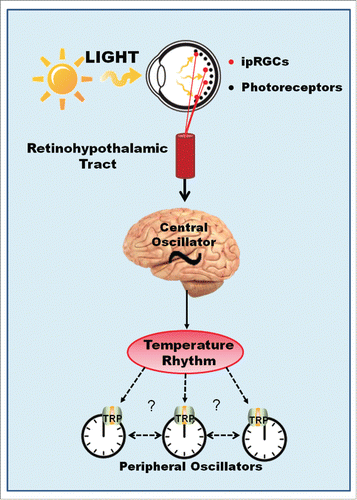Figure 2. Hypothetical Model for Thermo-Entrainment of Mammalian Peripheral Clocks. Light perception in mammals is restricted to the retina. Circadian light is perceived by a set of intrinsically photosensitive ganglion cells of the retina (ipRGCs), which express melanopsin and depolarize in response to Ca2+ and Na+ influx through TRPC6 and TRPC7 channels. This information travels along the retinohypothalamic tract (RHT) and reaches the central oscillator resetting the clock molecular machinery. Circadian temperature variation is controlled by the central clock and may then be perceived by multiple peripheral clocks via thermo-TRP channels.