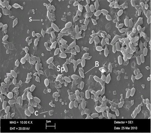 Figure 1. Electron micrograph of Btk HD1 spore-crystal mixture.