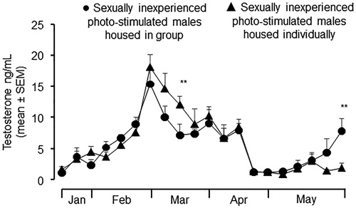 Figure 1. Plasma testosterone profiles (mean ± SEM) in sexually inexperienced photo-stimulated males housed as a group in a pen (●) and sexually inexperienced photo-stimulated males housed individually in pens (▲) (p >.05). Males were submitted to a treatment of artificially long days (16 h of light/8 h of darkness) from November 1 to January 15. Afterwards, males received the natural photoperiod. Interaction treatment × measure differ significantly between groups of males **(p <.001).