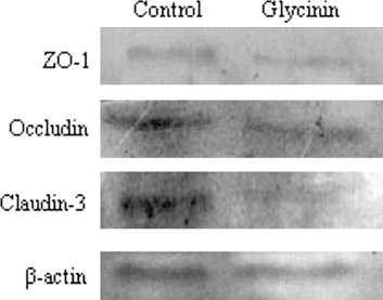 Figure 5. Western blot of TJ proteins of IPEC-J2 cells after 24 h incubation of glycinin. The β-actin is housekeeping protein. Representative Western blots from four independent experiments are shown.