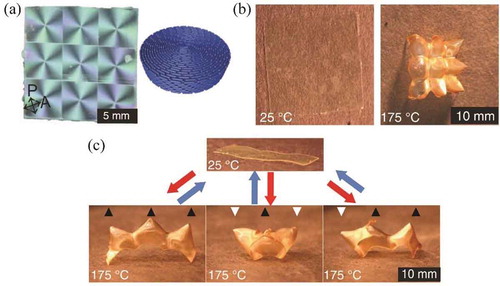 Figure 40. Designable shape changes in LCEs from the inclusion of topological defects: (a) topological defects in a liquid crystal elastomer, causing a 360◦ change in director orientation, (b) shape change of thermotropic LCE with nine evenly spaced topological defects, exhibiting azimuthal contraction and radial expansion resulting in peaks centered on the topological defects, (c) multi-modal shape change of a strip of thermotropic LCE resulting from combinations of up and down modes of individual defects. Figure reprinted with permission from [Citation188].