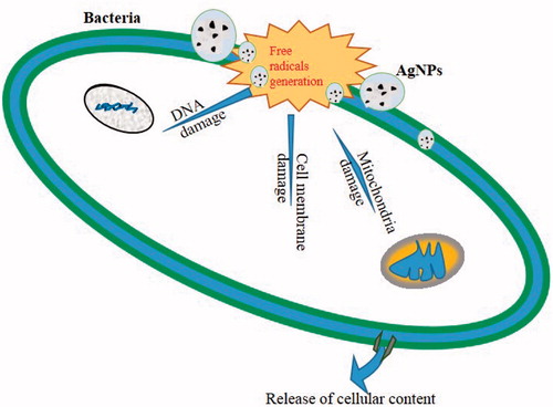 Figure 6. Possible mode of antibacterial action of green synthesized AgNPs.